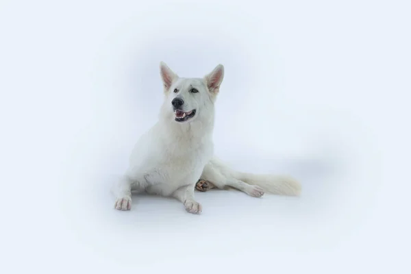 Zbliżenie Zdjęcia Uroczego Białego Psa Studiu — Zdjęcie stockowe
