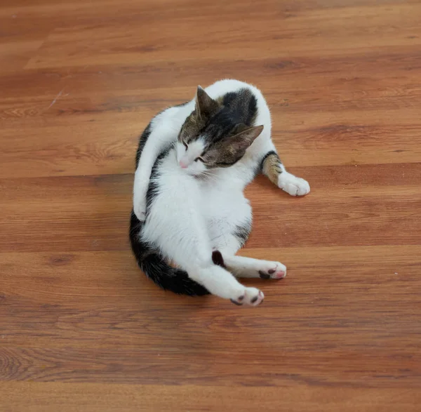 Nahaufnahme Einer Niedlichen Flauschigen Katze Die Ihren Körper Leckt — Stockfoto
