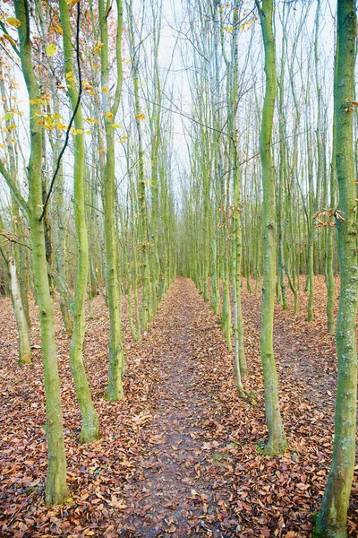 Autumn Forest Many Young Trees Path — Stock Photo, Image