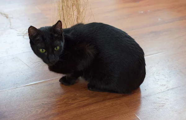 Closeup Shot Cute Black Cat Staring Its Green Eyes — Stock Photo, Image