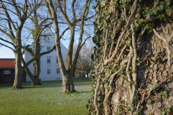 Närbild Ett Träd Överväxt Med Murgröna Park — Stockfoto