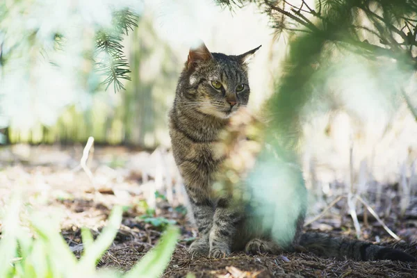 Güneşli Bir Günde Bahçeyi Keşfeden Evcil Kedi — Stok fotoğraf