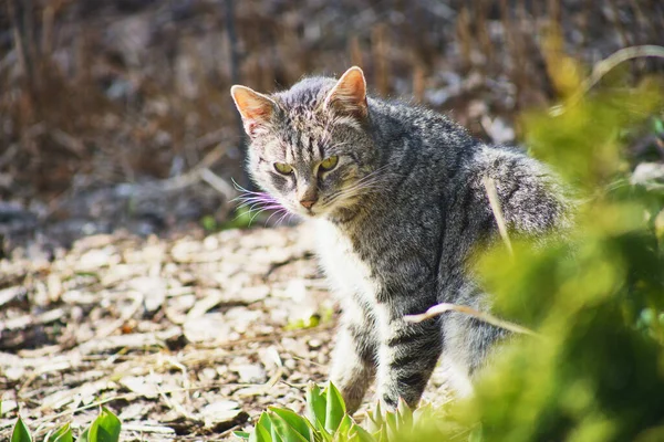 晴れた日に国内の猫探検園 — ストック写真
