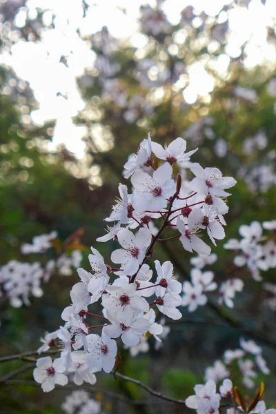 Plano Vertical Hermosa Luz Dorada Sobre Flores Cerezo Blanco Árbol —  Fotos de Stock