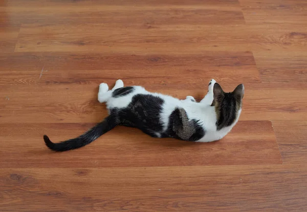 Closeup Shot Cute Fluffy Cat Lying Floor — Stock Photo, Image