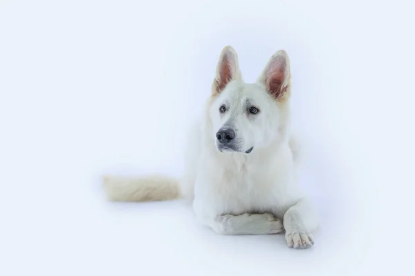 Egy Közeli Kép Egy Imádnivaló Fehér Kutyáról Egy Stúdióban — Stock Fotó