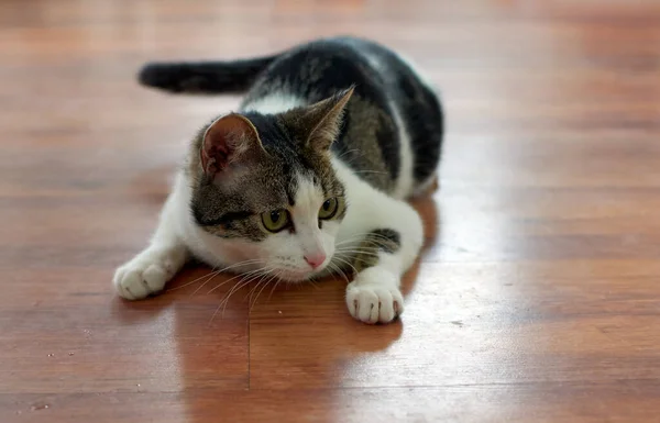 Primer Plano Lindo Gato Esponjoso Mirando Con Sus Ojos Verdes — Foto de Stock