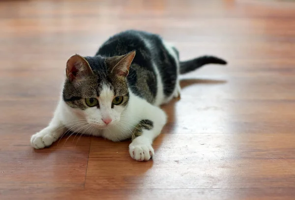 Closeup Shot Cute Fluffy Cat Staring Its Green Eyes — Stock Photo, Image