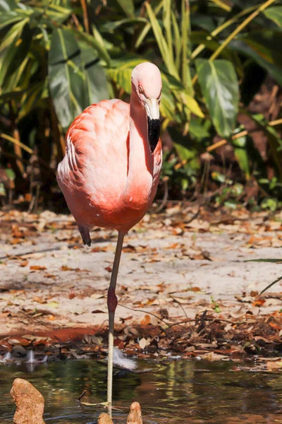 Pink Flamingo Park Daytime — Stock Photo, Image