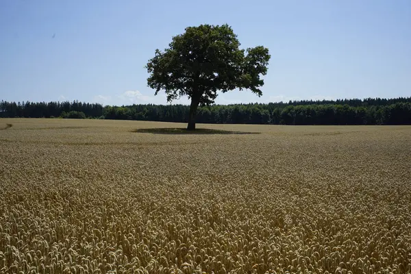 Primer Plano Gran Árbol Medio Una Tierra Cultivo —  Fotos de Stock