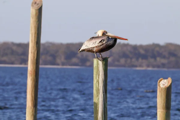 Pelican Bird Perched Pole Sea — Stock Photo, Image