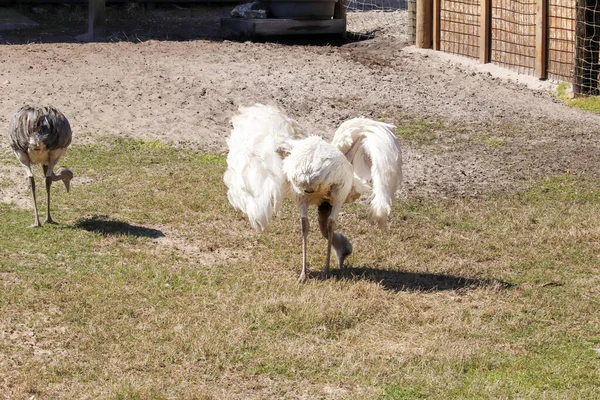 Två Strutsar Zoo Dagen — Stockfoto