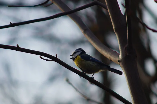 Blue Tit Sings Its Evening Song Blurred Silhouette Evening Light — Stok fotoğraf