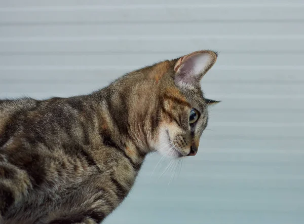 Sebuah Gambar Closeup Dari Kucing Berbulu Lucu Menatap Dengan Mata — Stok Foto