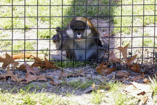 Singe Mignon Zoo Tenant Des Fils Cage — Photo