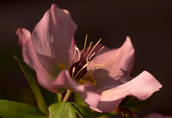 Detailní Záběr Krásné Růžové Hellebore Květiny Tmavém Pozadí — Stock fotografie