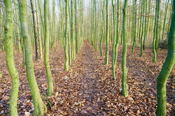 Bosque Otoñal Muchos Árboles Jóvenes Con Camino —  Fotos de Stock