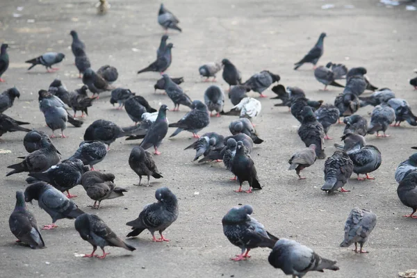 Rastgele Yerleştirilmiş Bir Çok Güvercin Sokakta Yerden Yemek Yiyor — Stok fotoğraf