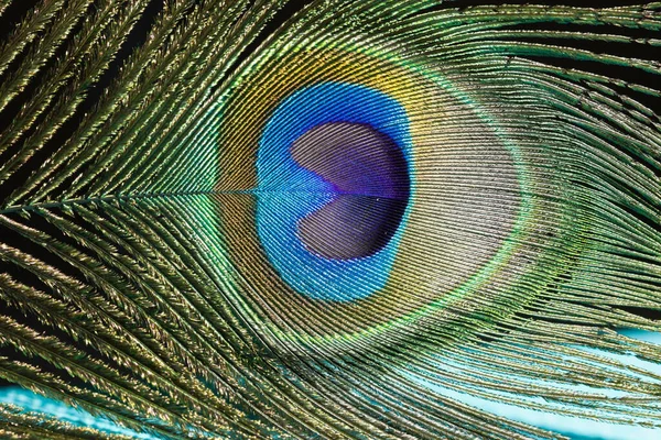 Närbild Påfågel Fjäder Med Vackra Texturer — Stockfoto