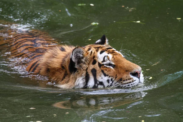 Gros Plan Tigre Nageant Dans Une Rivière — Photo