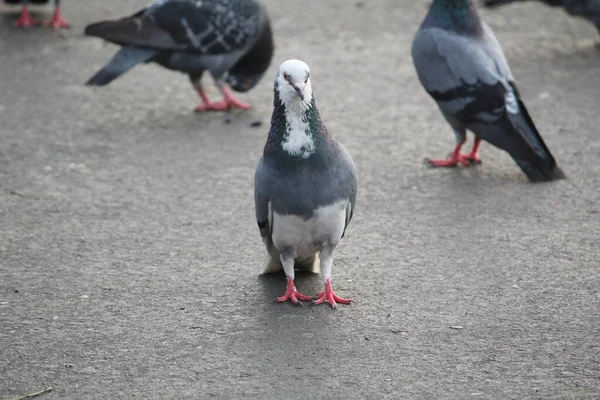 길가의 아스팔트 표면에 비둘기 마리를 — 스톡 사진