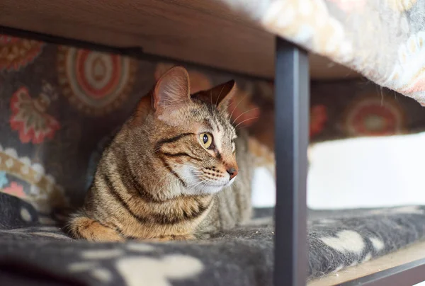 Yeşil Gözleriyle Bakan Sevimli Pofuduk Bir Kedinin Yakın Plan Fotoğrafı — Stok fotoğraf