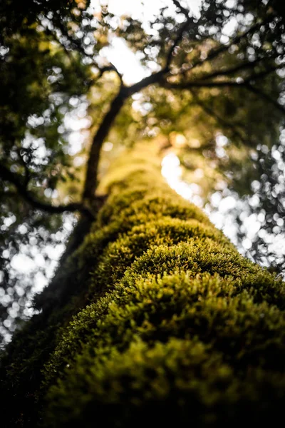 幹の上の苔の垂直ショット — ストック写真