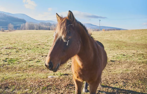 Close Horse Pasture Sunny Day — Stock Photo, Image