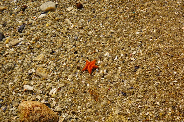 Ein Schuss Orangefarbener Seestern Auf Sand — Stockfoto