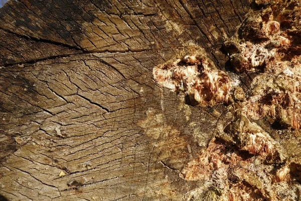 Zbliżenie Ujęcia Starszego Drzewa Porośniętego Grzybami — Zdjęcie stockowe