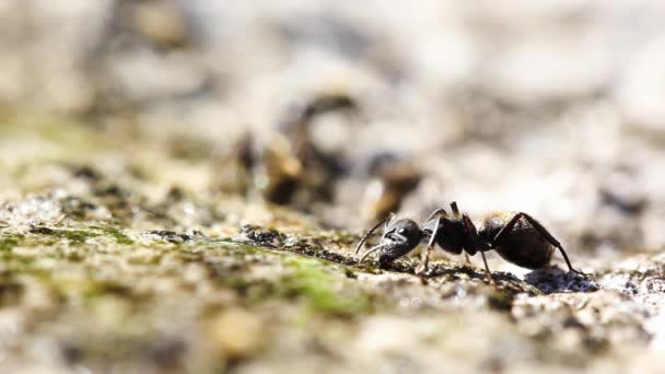 Vista Próxima Formigas Chão Dia Ensolarado — Vídeo de Stock