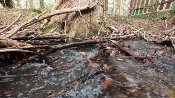 Korzenie Drzew Lesie — Wideo stockowe