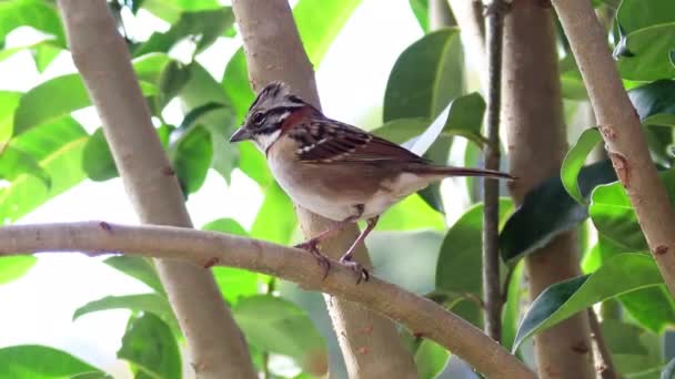 Mignon Oiseau Sur Branche Arbre Jour Été — Video