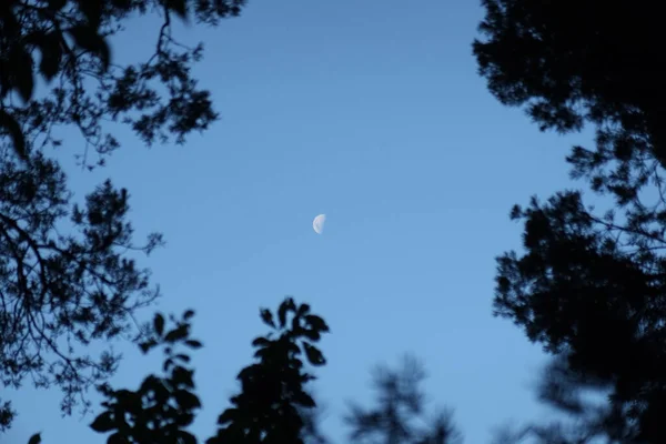 Uma Moldura Silhuetas Galhos Árvores Uma Impressionante Meia Lua Diurna — Fotografia de Stock