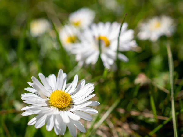 Close Uma Flor Camomila Branca Cultivada Jardim — Fotografia de Stock