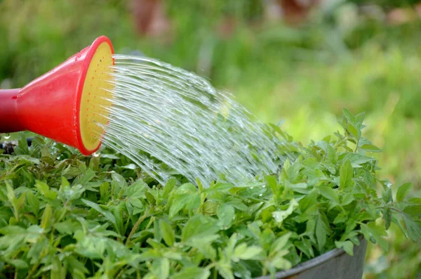 Kırmızı Plastik Sulamanın Yumuşak Bir Odağı Bir Bahçede Domates Filizlerine — Stok fotoğraf