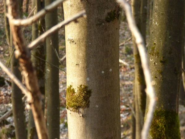 Closeup Shot Bare Tree Trunk Moss Forest Sunset — Stock Photo, Image