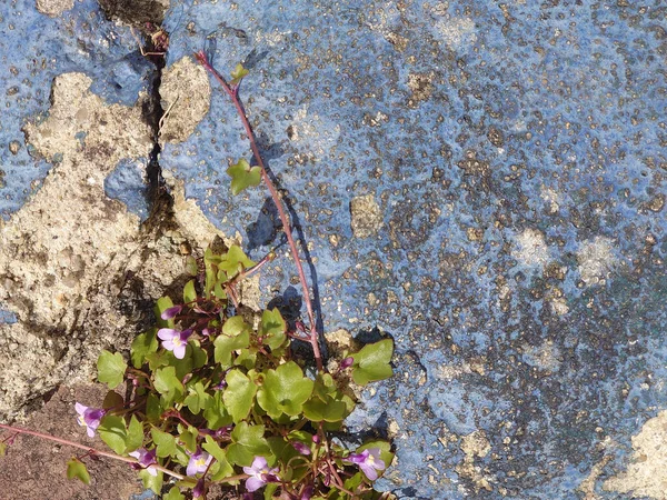 Roślina Rosnąca Pęknięciu Starzejącej Się Zardzewiałej Niebieskiej Powierzchni Tle — Zdjęcie stockowe