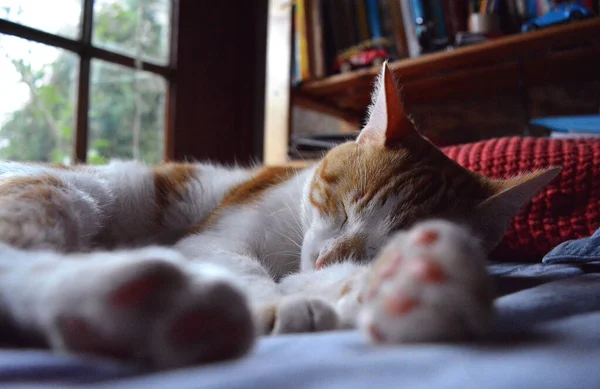 Een Schattige Bruine Witte Kat Die Een Gezellige Kamer Slaapt — Stockfoto