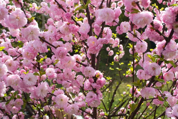 Een Close Shot Van Bloeiende Kers Bloesem Tuin — Stockfoto