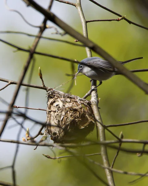 Enfoque Selectivo Lindo Pajarito Construyendo Nido — Foto de Stock