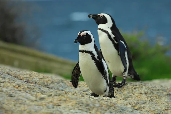 Tiro Seletivo Foco Dos Pinguins Pretos Brancos Praia — Fotografia de Stock