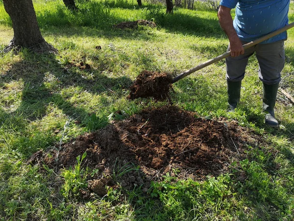 Plano Perto Agricultor Escavar Terras Agrícolas Distribuir Estrume Oliveiras — Fotografia de Stock