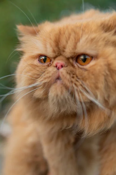 Een Selectieve Focus Van Een Sjieke Perzische Kat Tegen Een — Stockfoto