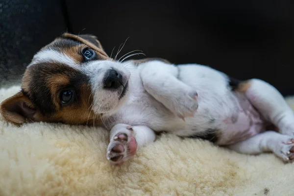 Een Close Van Een Kleine Jack Russell Terrier Het Bed — Stockfoto