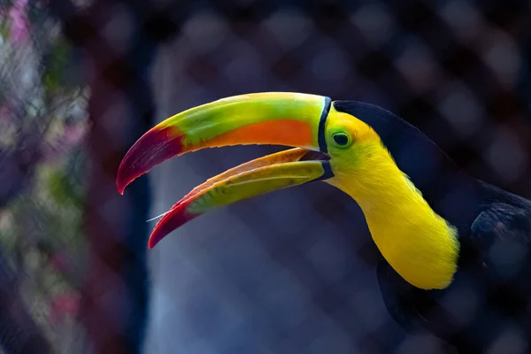 Closeup Colorful Keel Billed Toucan Wire Mesh Zoo — Stock Photo, Image
