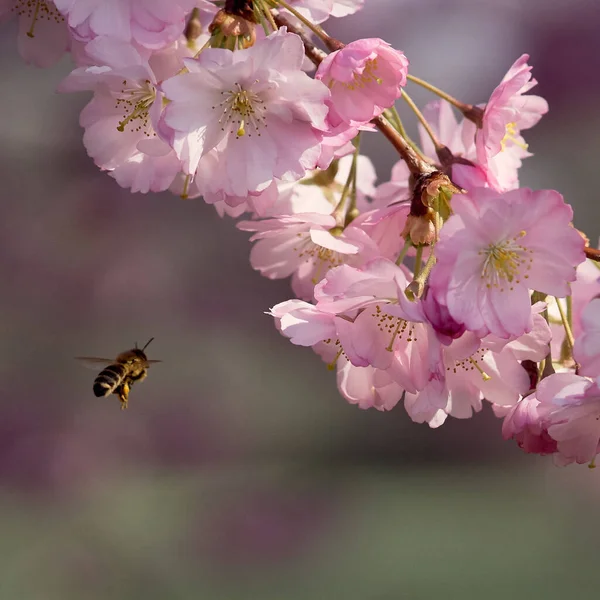 Sakuras Blossom Våren Här — Stockfoto