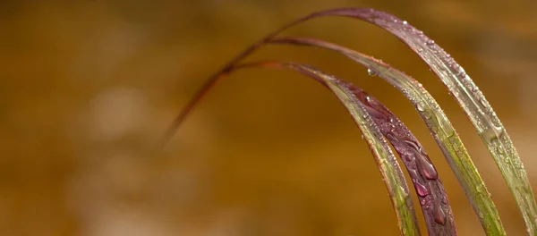 Açık Havada Bir Bitkinin Çiğ Tanesinin Yakın Çekimi — Stok fotoğraf