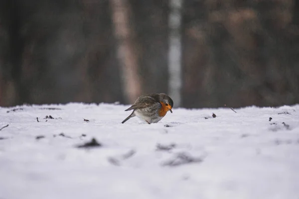 Primer Plano Petirrojo Europeo Campo Cubierto Nieve —  Fotos de Stock