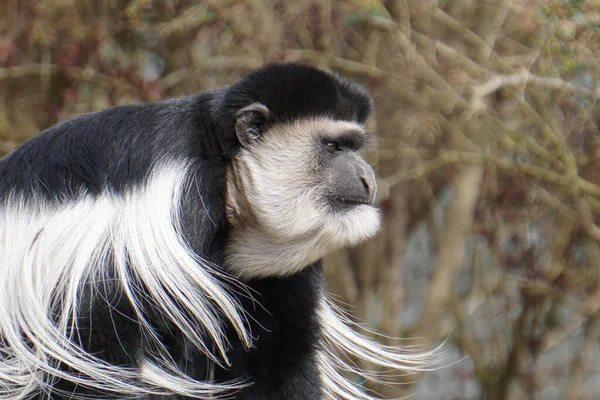 Macaco Com Pêlo Branco Preto Olhando Sério Para Horizonte — Fotografia de Stock